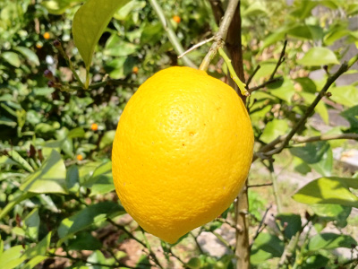 野菜